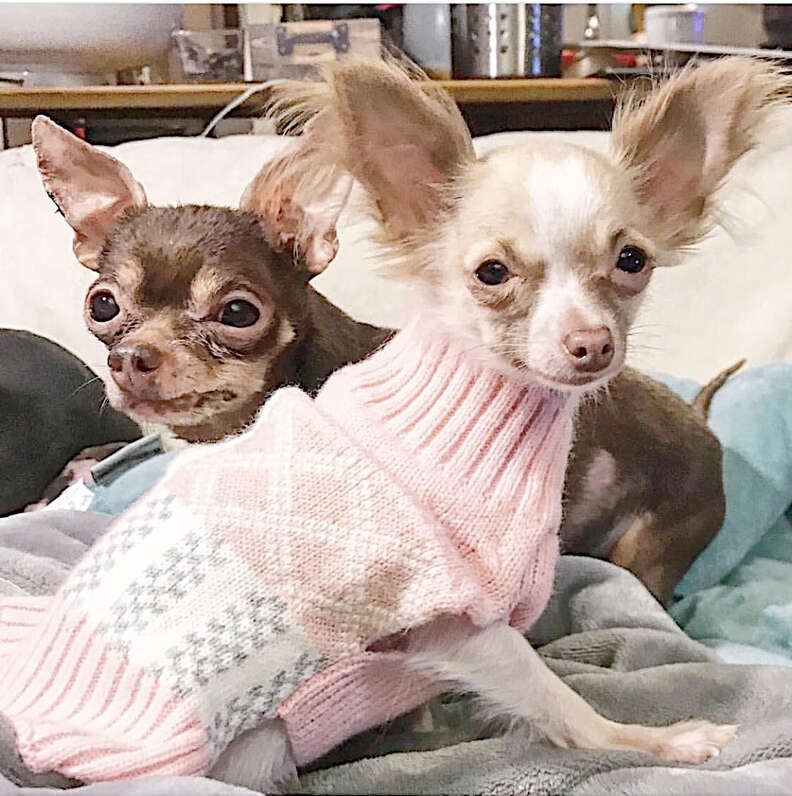 Rescue dogs sitting together on bed