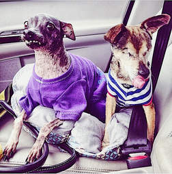 Dogs sitting in car