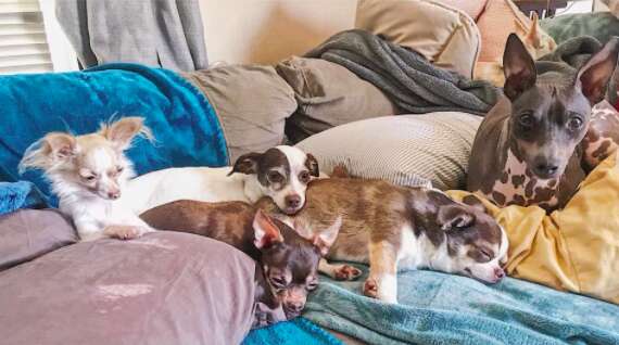 Dogs snuggling on couch together