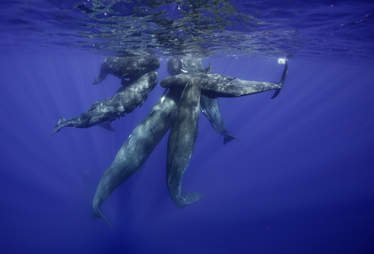 Sperm whale calves swimming together near Africa