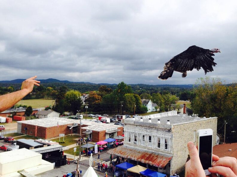 Cruel Arkansas Festival Tosses Live Turkey From Airplanes The Dodo
