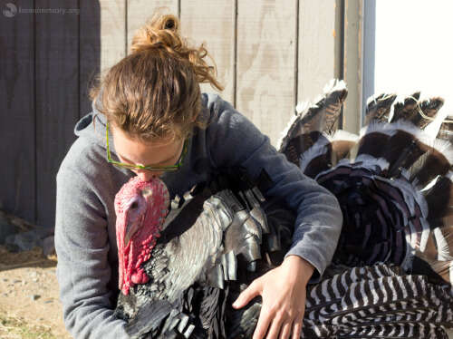 rescue turkey farm sanctuary