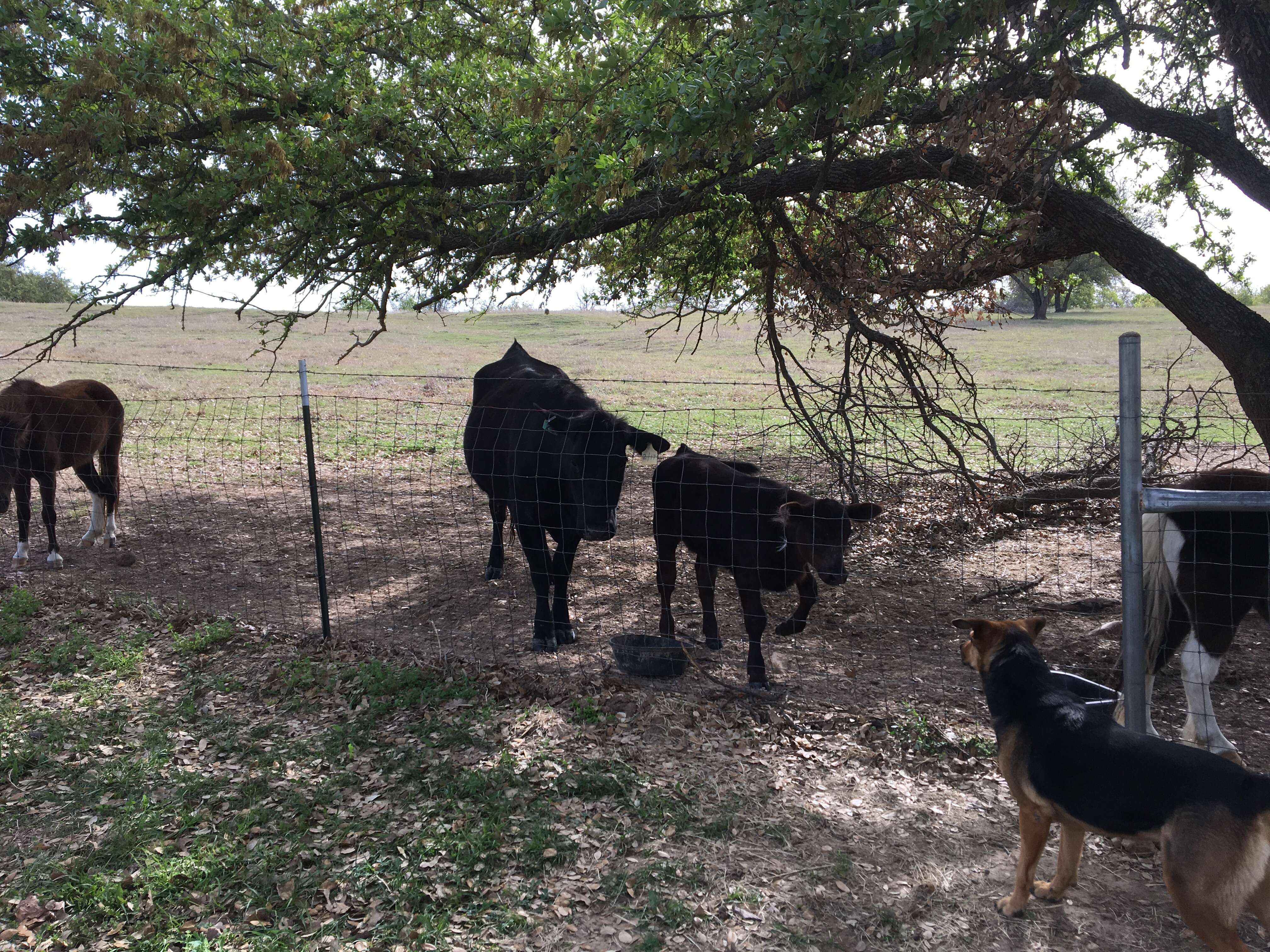 Cow and baby who escaped to animal sanctuary in Texas