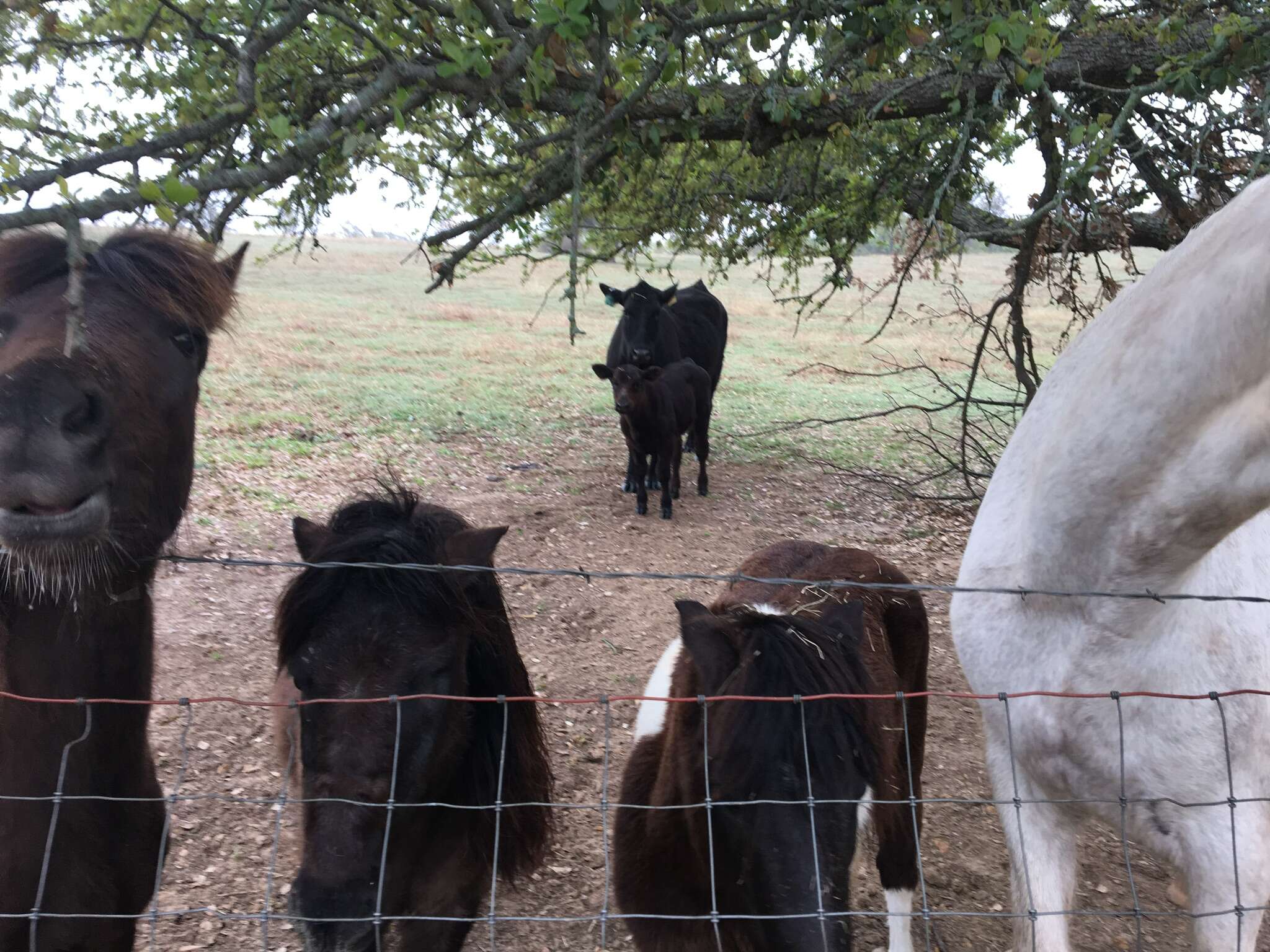 Cow and baby who escaped to animal sanctuary in Texas