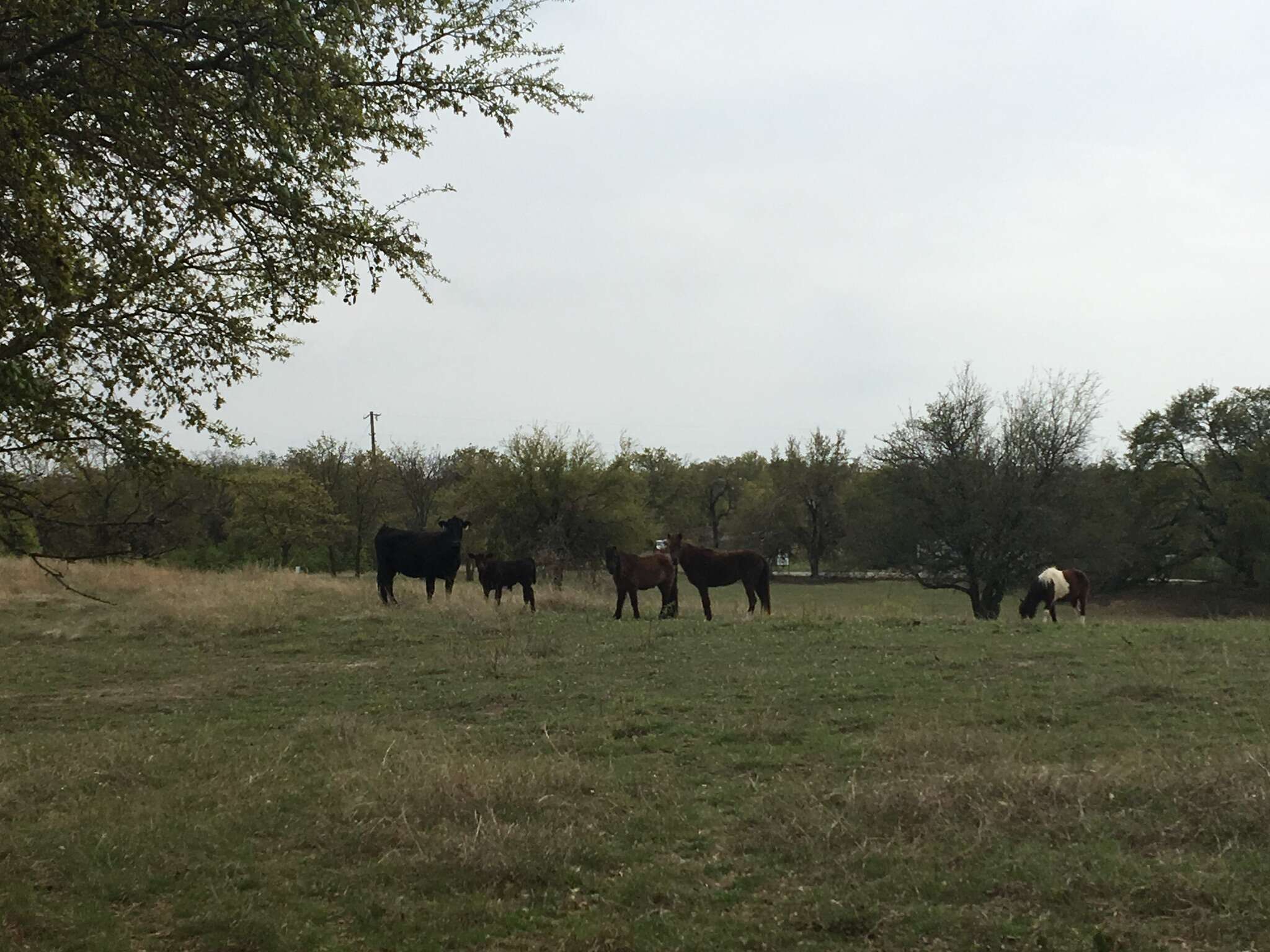 Cow and baby who escaped to animal sanctuary in Texas