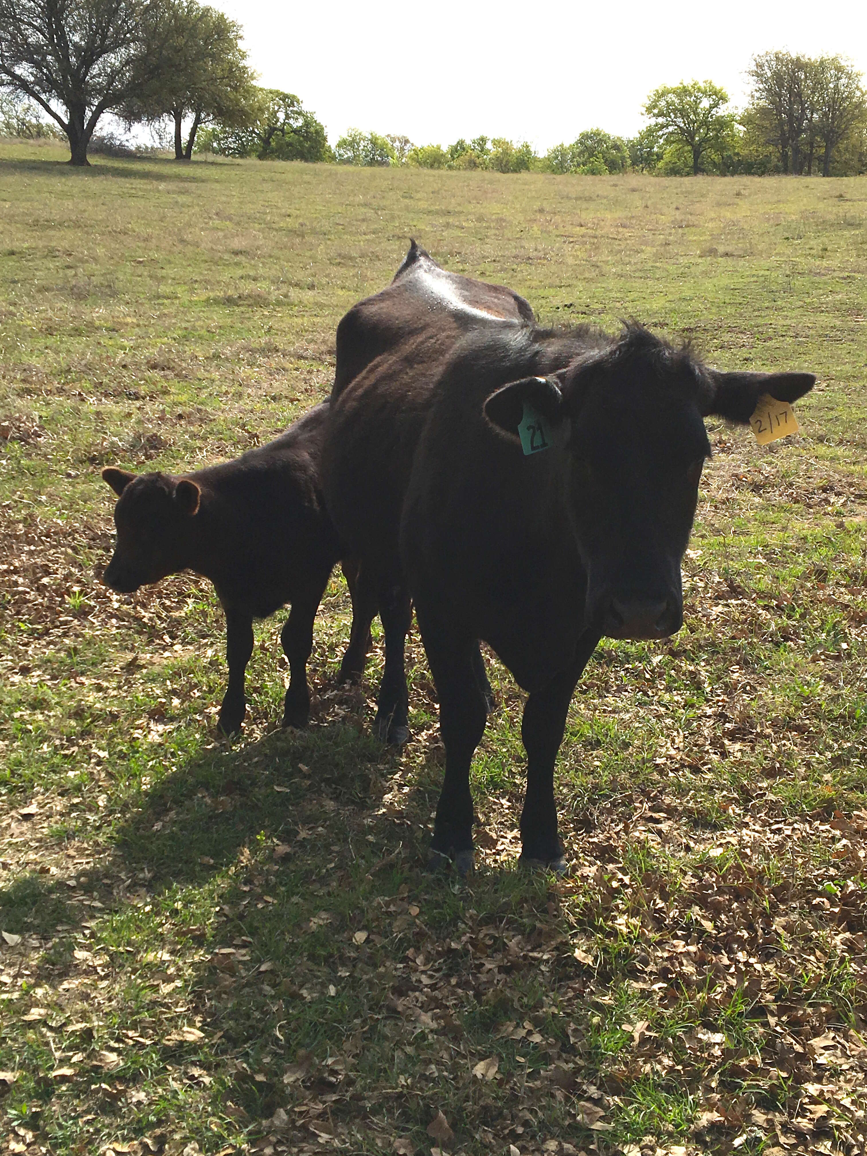 Cow and baby who escaped to animal sanctuary in Texas