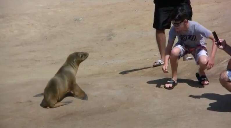 People sneaking up on a sea lion