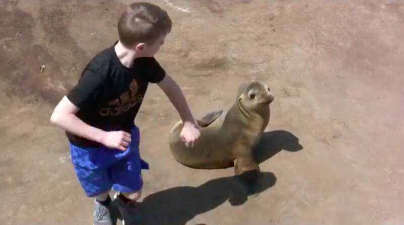 A child pretending to box a sea lion