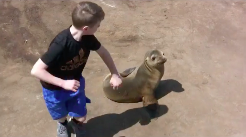 San Diego sea lions beach closed to humans after selfies, harassment