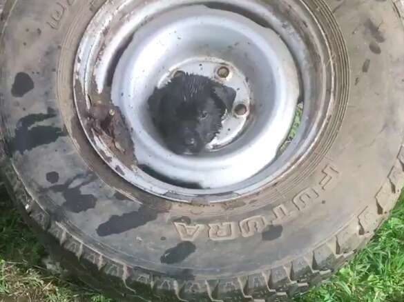 rescue puppy texas tire