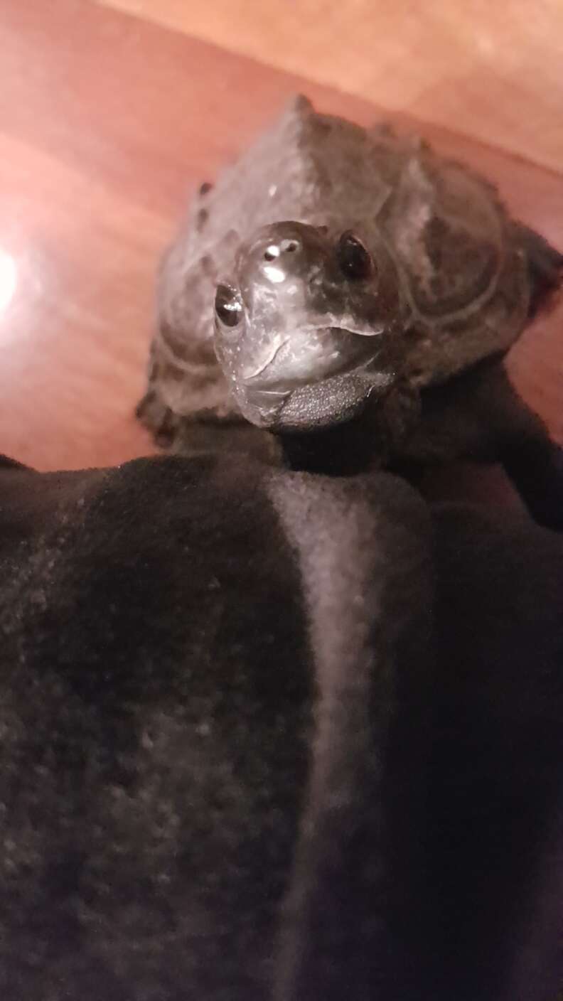 Turtle gazing up at person