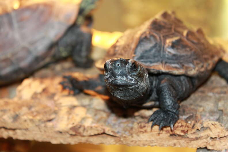 Turtle inside aquarium