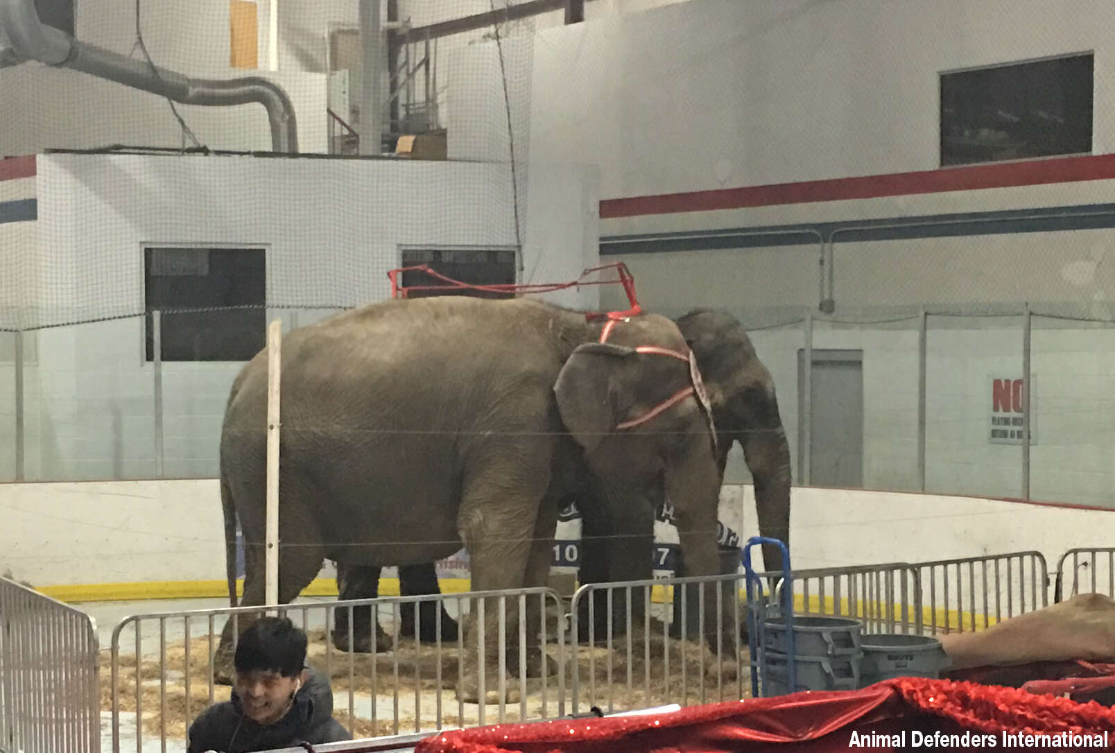 circus elephant cruelty pennsylvania