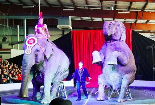 elephant circus cruelty garden brothers