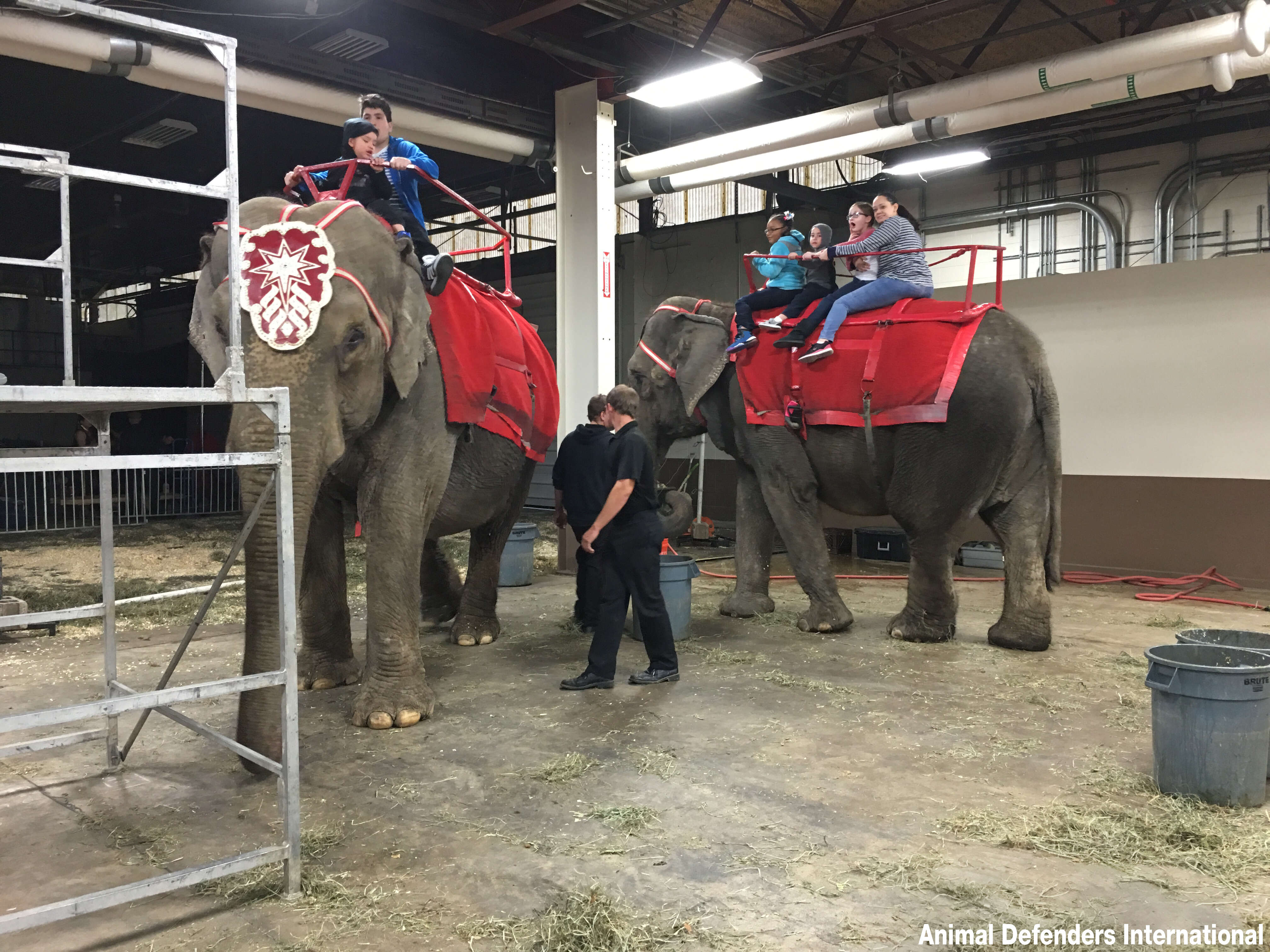 circus elephant cruelty pennsylvania