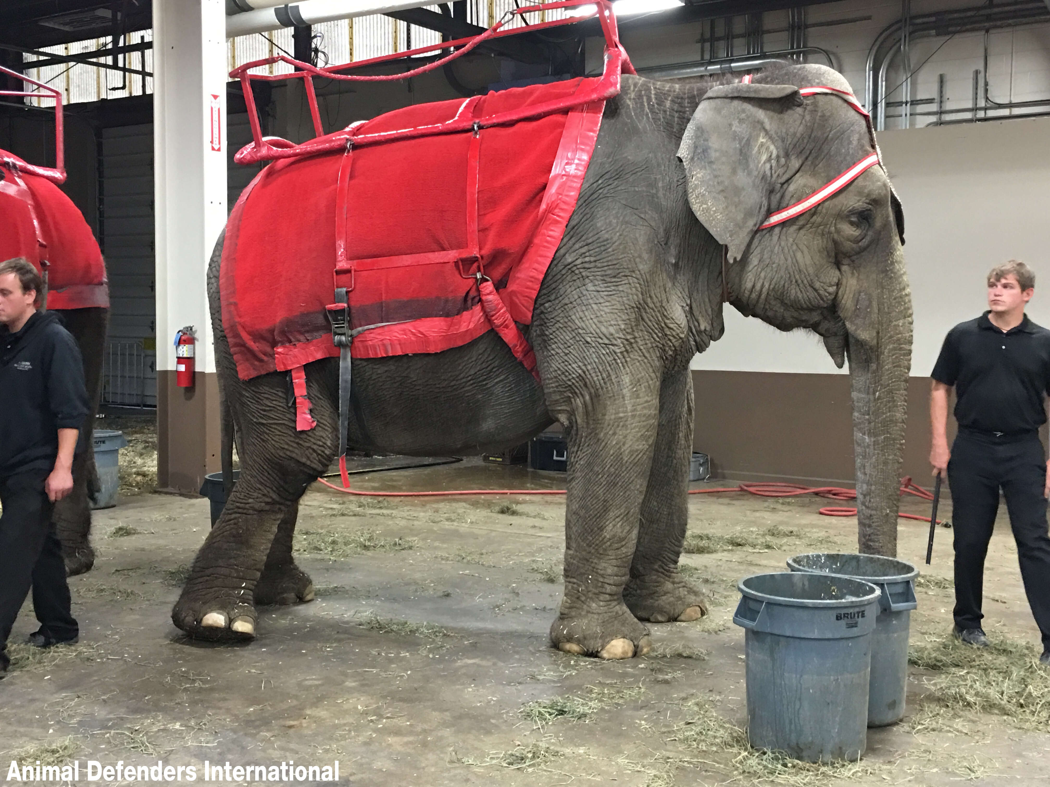 elephant cruelty circus garden brothers