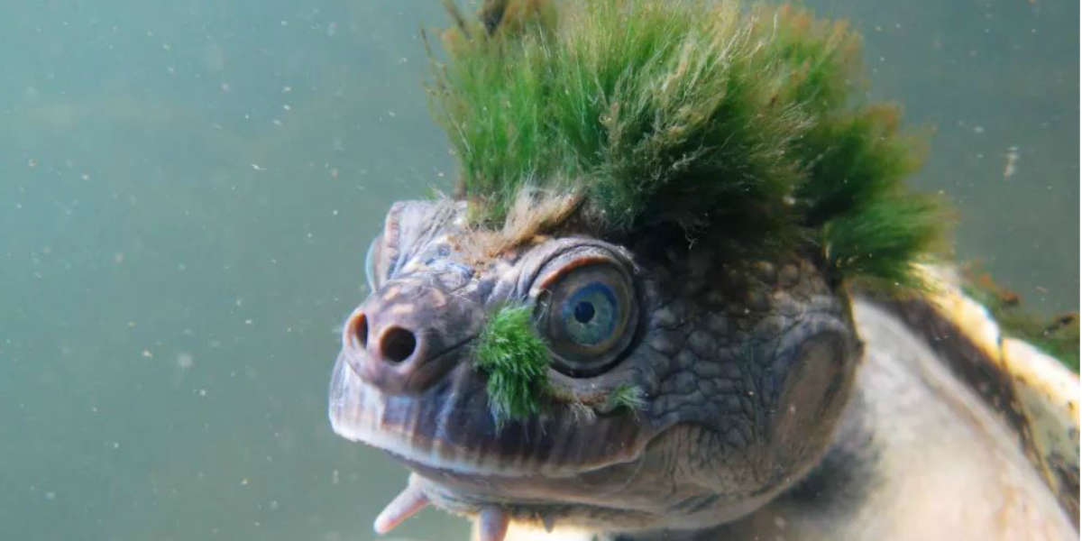 Australia's Rare Green-Haired Turtle May Soon Be Extinct - The Dodo