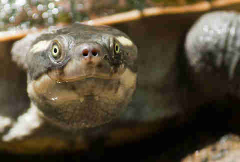 Australia's Rare Green-Haired Turtle May Soon Be Extinct - The Dodo