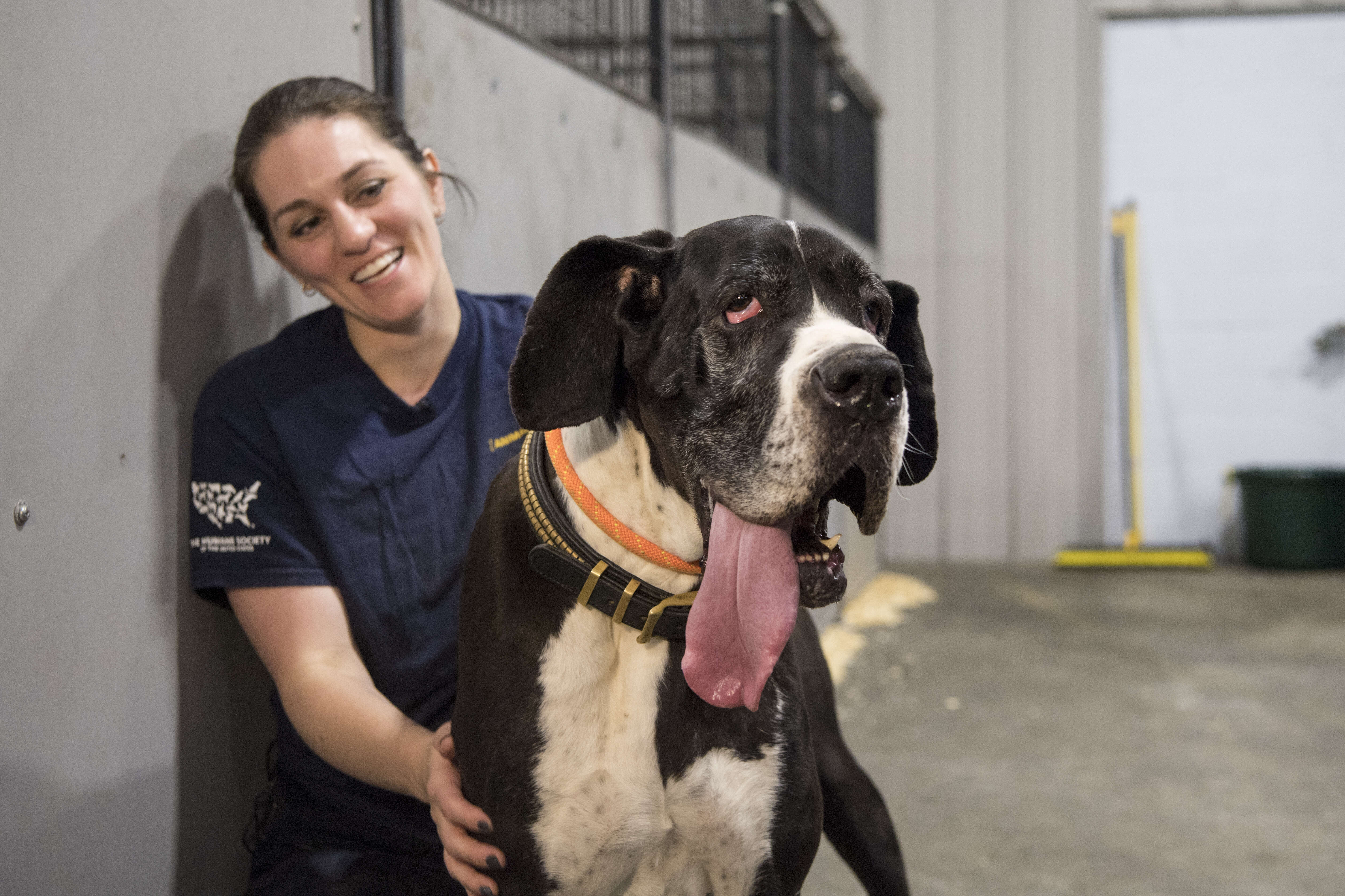 great dane puppy mill rescue new hampshire