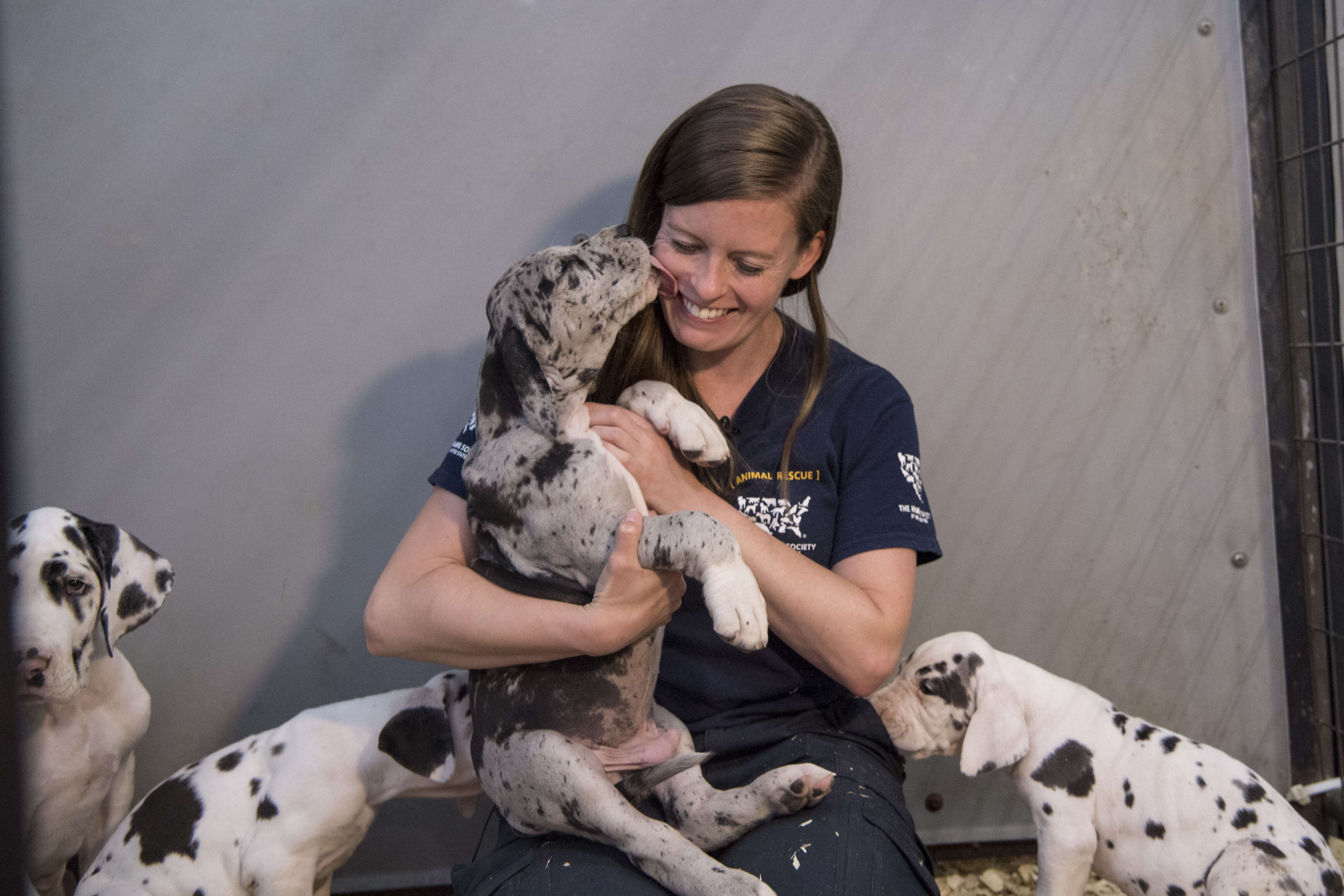 great dane puppy mill rescue new hampshire