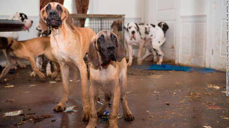 great dane puppy mill rescue new hampshire