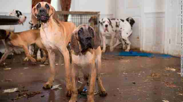 80 Great Danes Rescued From New Hampshire Puppy Mill Are ...