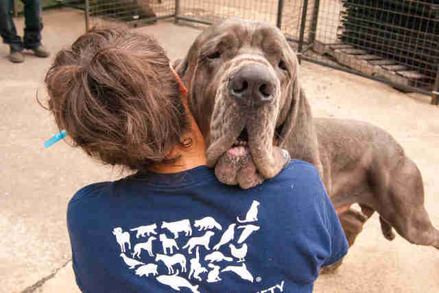 80 Great Danes Rescued From New Hampshire Puppy Mill Are ...