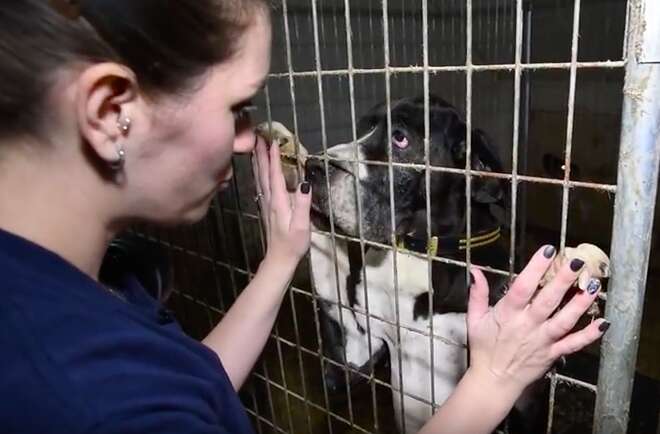 great dane puppy mill rescue new hampshire