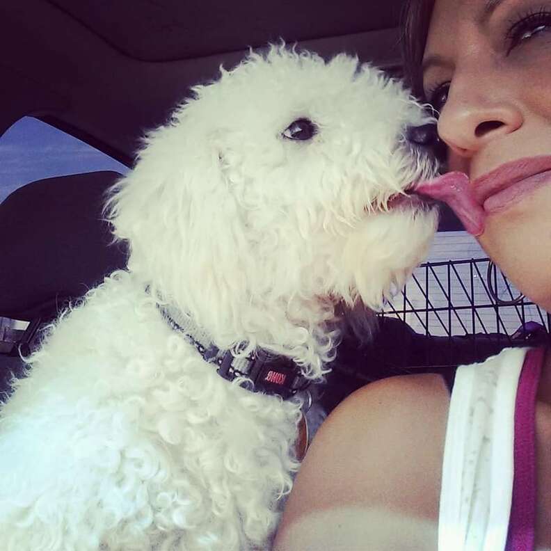Poodle kissing person on the face