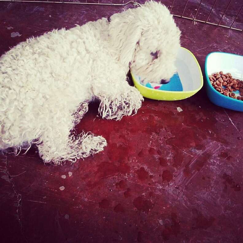 Poodle eating and drinking