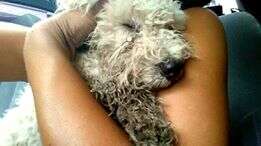 Woman cuddling poodle in her arms