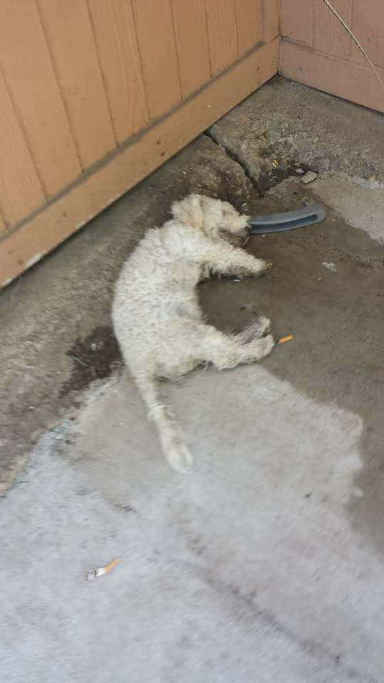Dog who looks dead lying on the ground