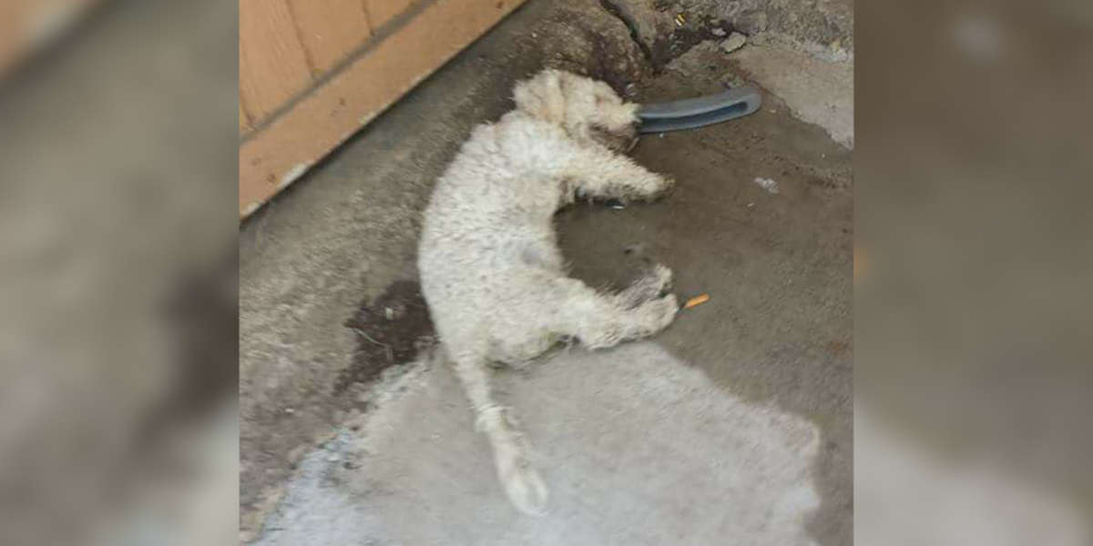 Dead Poodle Comes Back To Life For His Rescuers The Dodo