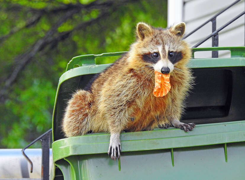 Tiger spotted in NYC turns out to be a large raccoon