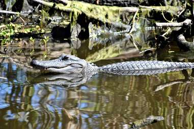 gator