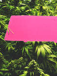 legal weed