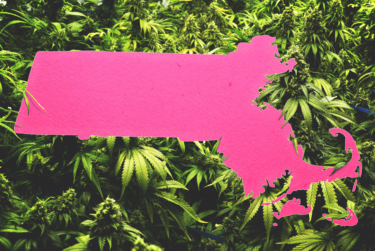 How to Get Medical Marijuana in Massachusetts Where to Get Legal Weed