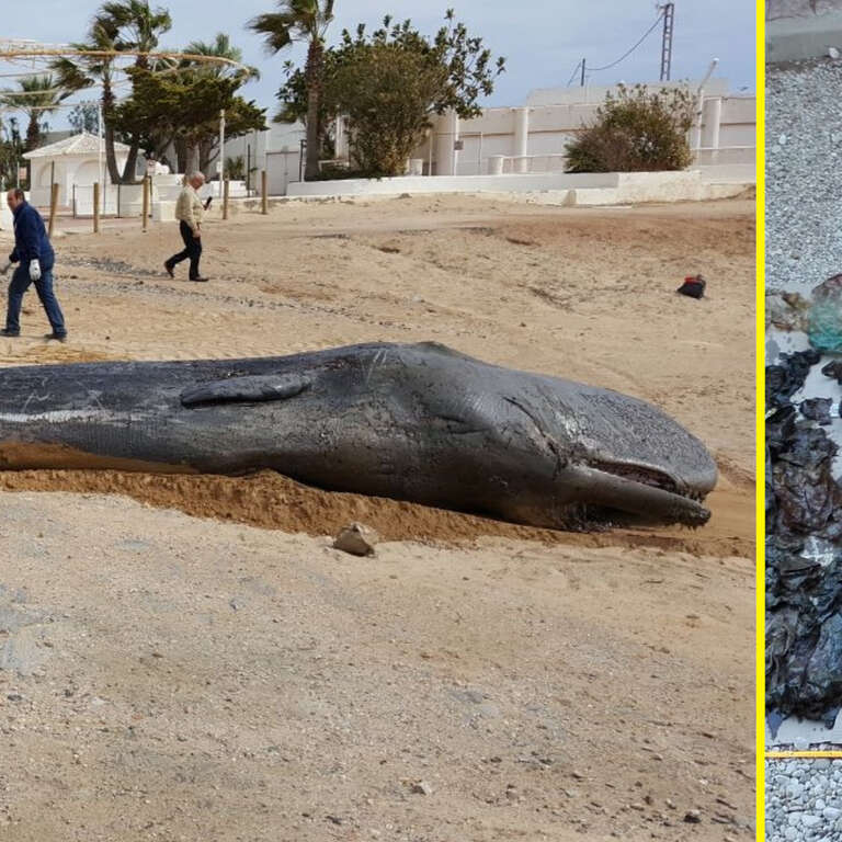 Sperm Whale Dies With 64 Pounds Of Garbag