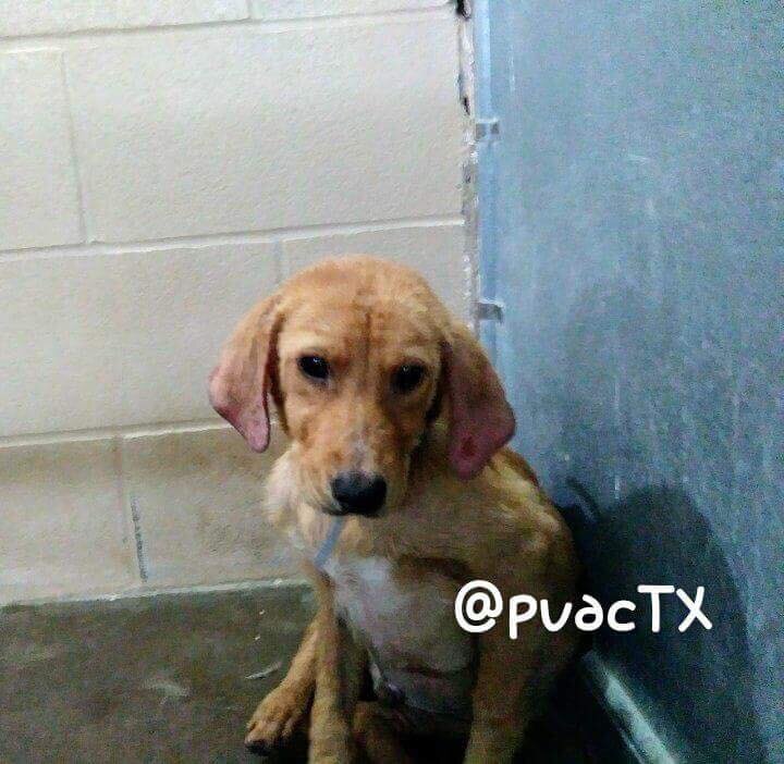 Sick Puppies Snuggle Together At Texas HighKill Shelter The Dodo