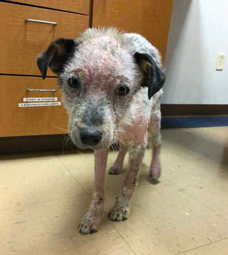 rescue puppies kill shelter texas