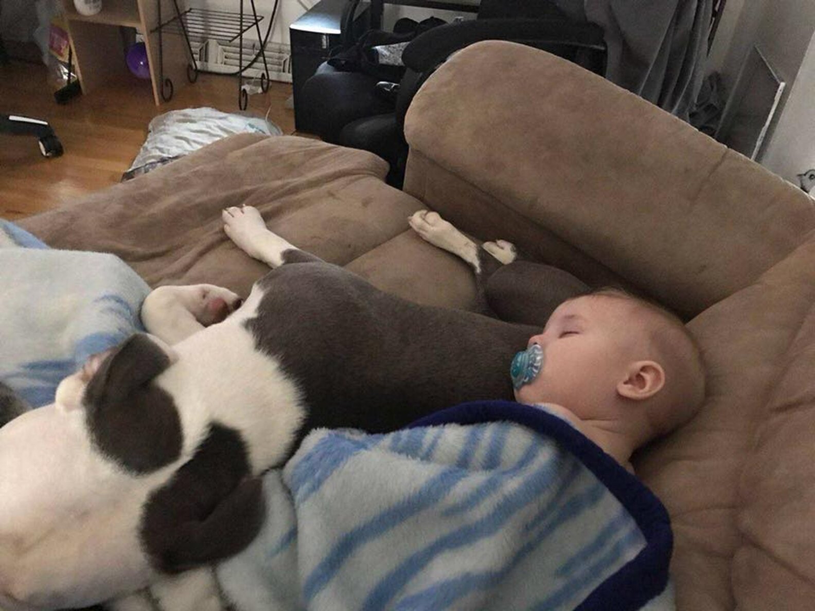 Abandoned Dog Found In Box Becomes Best Friends With Toddler - The Dodo