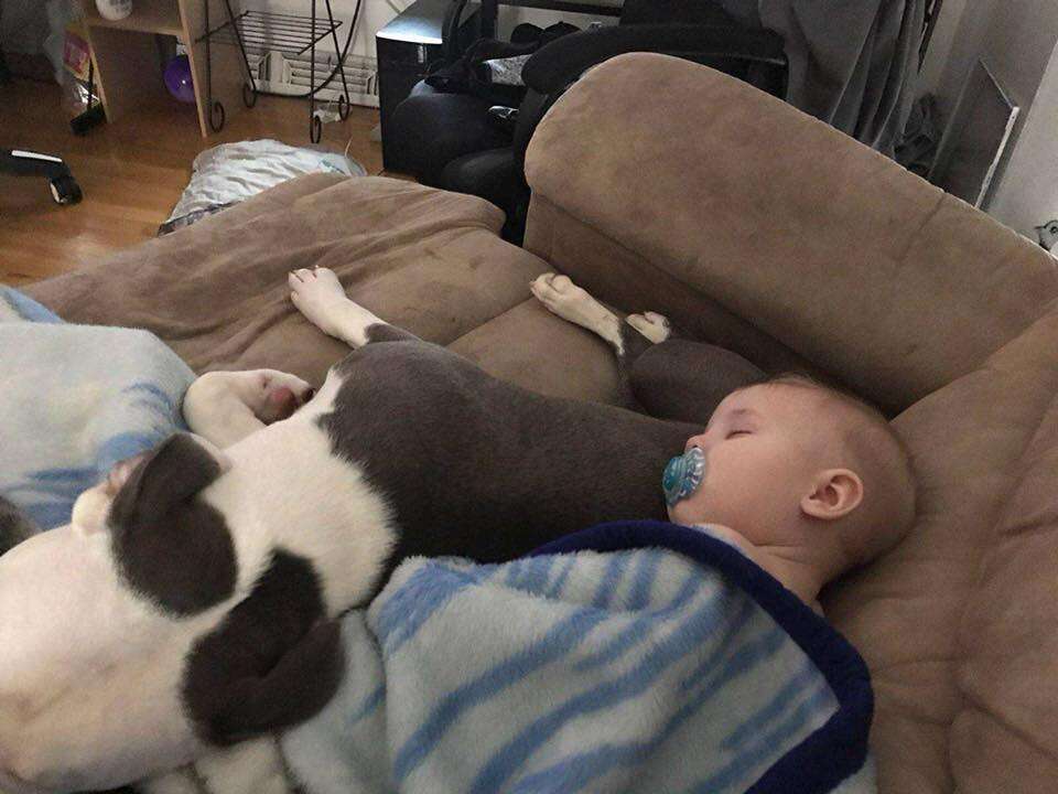 Rescue dog napping with toddler at her new home