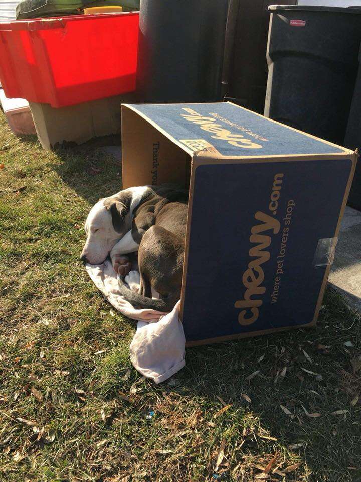 Abandoned dog curled up in Chewy.com box