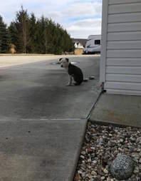Abandoned dog in Pennyslvania