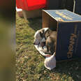 Abandoned dog trying to keep warm in Chewy.com box