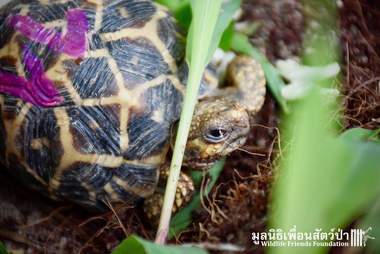Baby Indian star tortoises saved in Thailand