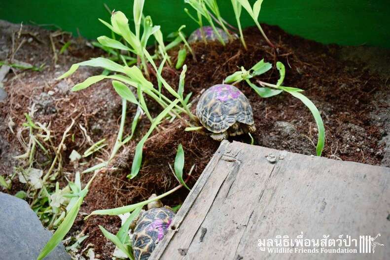 Baby Indian star tortoises saved in Thailand