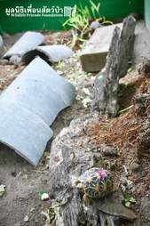 Playground for baby Indian star tortoises saved in Thailand