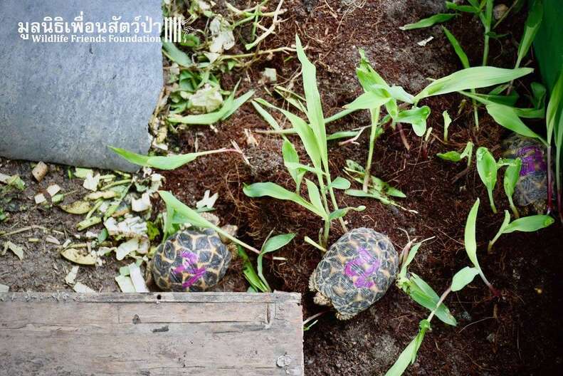 Baby Indian star tortoises saved in Thailand