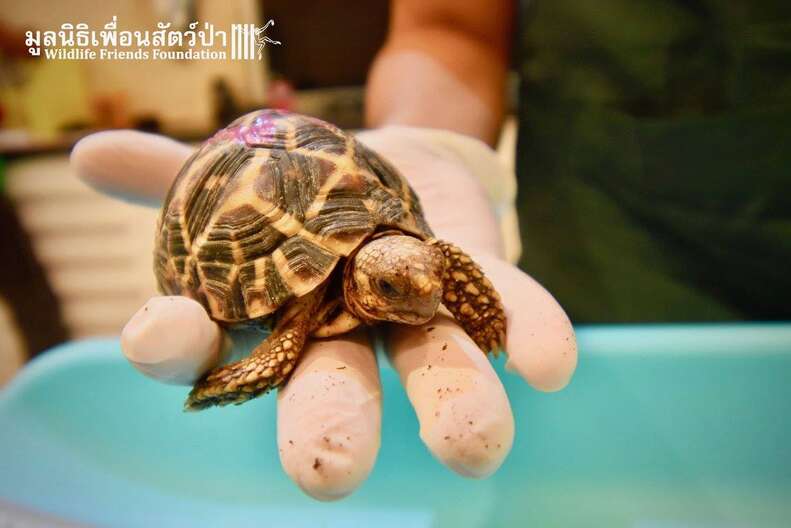 Baby Indian star tortoises saved in Thailand